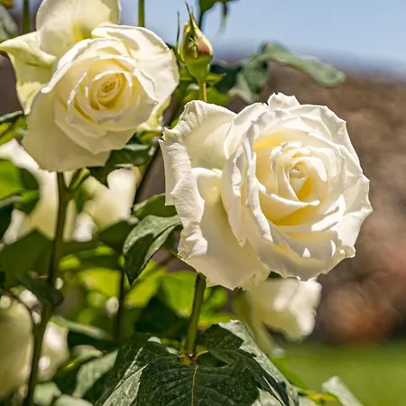 Varta Village - Elea House Case de vacanță *