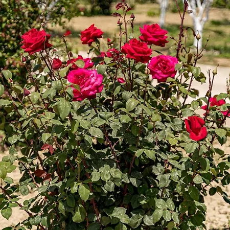 Case de vacanță Varta Village - Elea House