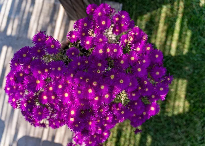 Varta Village - Elea House *